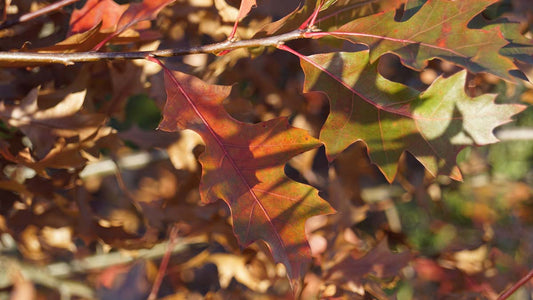 Quercus palustris Tuinplanten
