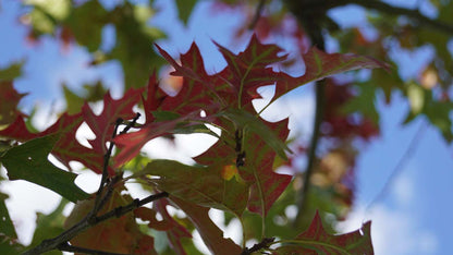 Quercus palustris 'Silhouette' op stam
