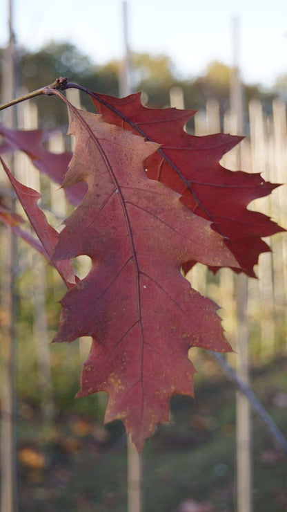 Quercus rubra 'Aurea' Tuinplanten herfstkleur
