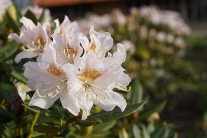 Rhododendron 'Cunningham's White' op stam bloem