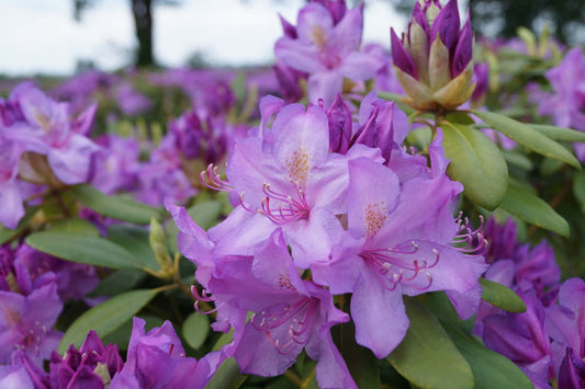 Rhododendron 'Catawbiense Boursault' bloem