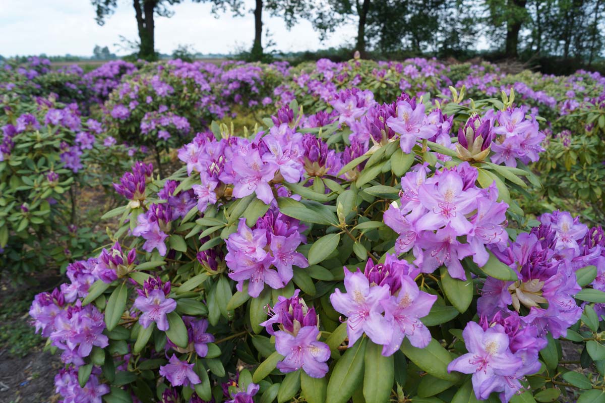 Rhododendron 'Catawbiense Boursault' bloesem