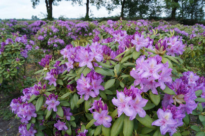 Rhododendron 'Catawbiense Boursault' bloesem