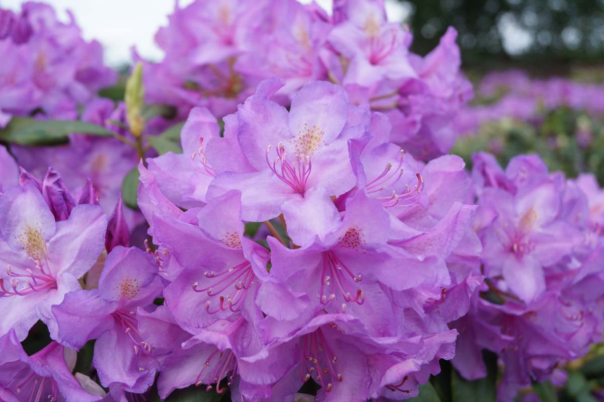 Rhododendron 'Catawbiense Grandiflorum' bloem