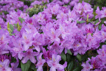 Rhododendron 'Catawbiense Grandiflorum' bloesem