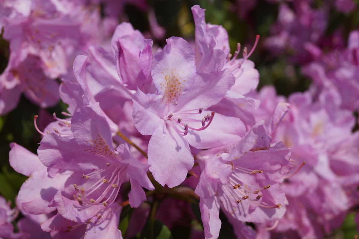 Rhododendron 'English Roseum' bloem