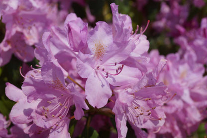 Rhododendron 'English Roseum' bloem