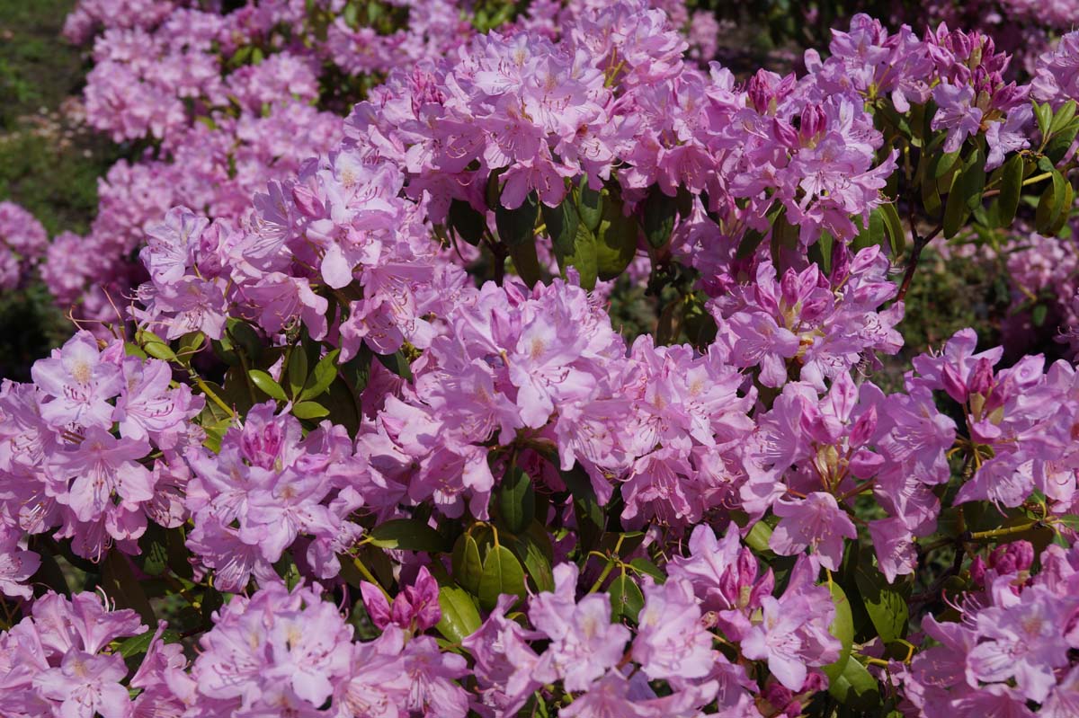 Rhododendron 'English Roseum' bloesem