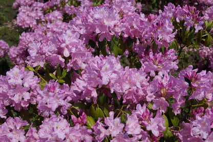 Rhododendron 'English Roseum' bloesem