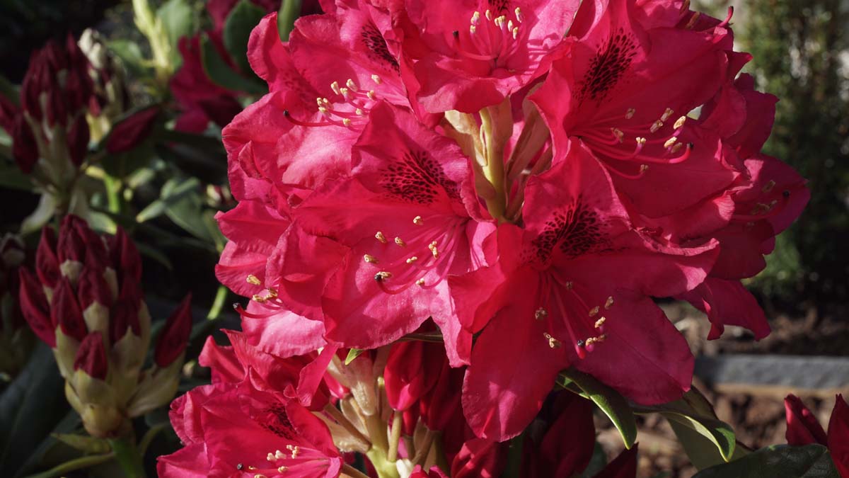 Rhododendron 'Nova Zembla' bloem