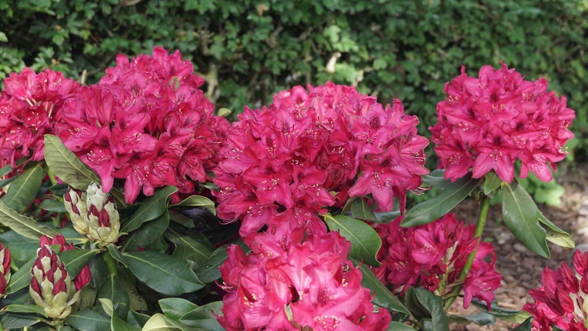 Rhododendron 'Nova Zembla' Tuinplanten