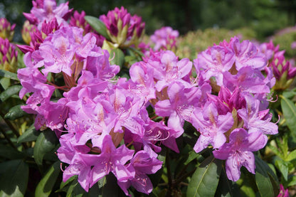 Rhododendron 'Roseum Elegans' meerstammig / struik bloesem