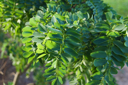 Robinia pseudoacacia 'Tortuosa' op stam blad