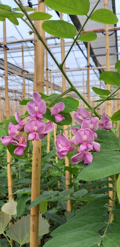 Robinia hispida meerstammig / struik bloem