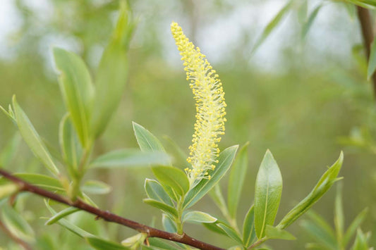 Salix alba Tuinplanten