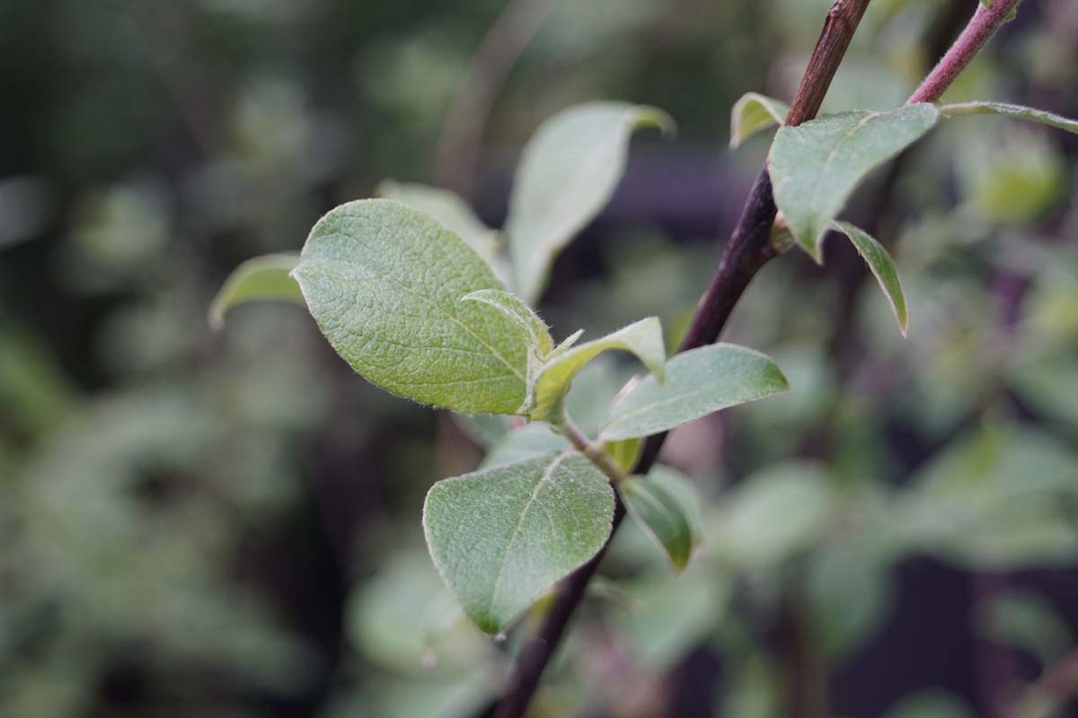 Salix caprea op stam