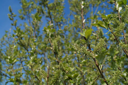 Salix caprea meerstammig / struik