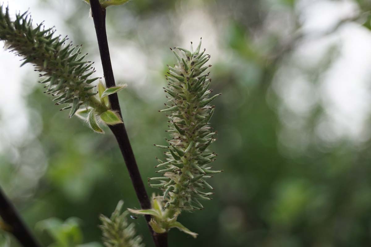 Salix caprea meerstammig / struik bloem