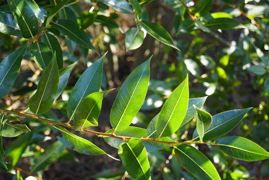 Salix pentandra Tuinplanten bladeren