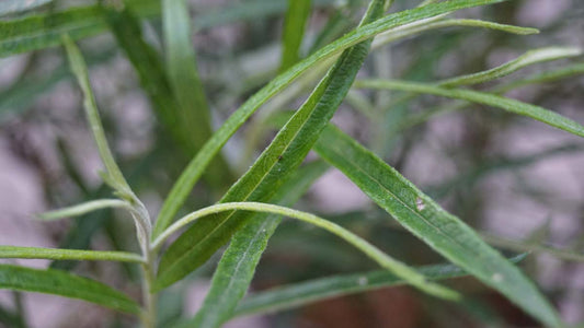 Salix rosmarinifolia Tuinplanten blad