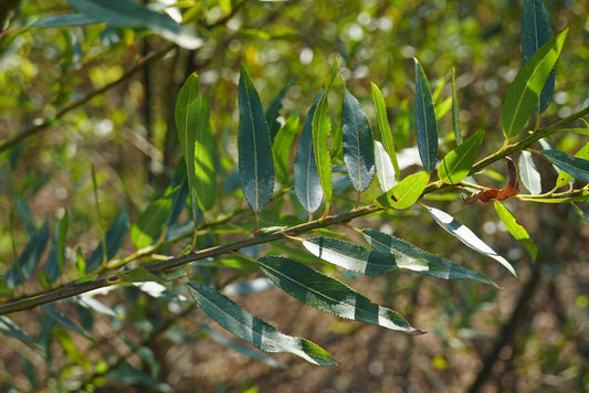 Salix triandra op stam blad