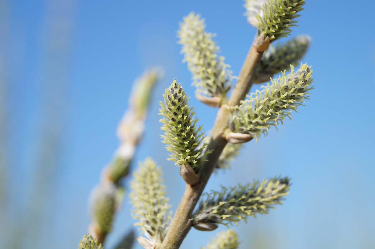 Salix viminalis haagplant bloem