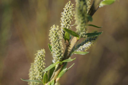 Salix viminalis haagplant bloem