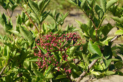 Sambucus nigra solitair