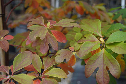 Sassafras albidum Tuinplanten blad