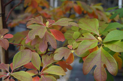 Sassafras albidum meerstammig / struik blad