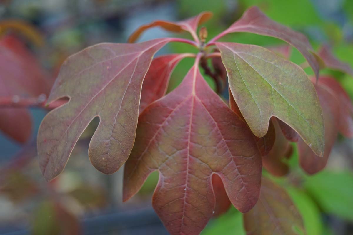 Sassafras albidum meerstammig / struik blad