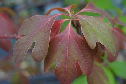 Sassafras albidum meerstammig / struik blad