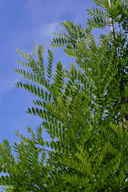 Styphnolobium japonicum solitair