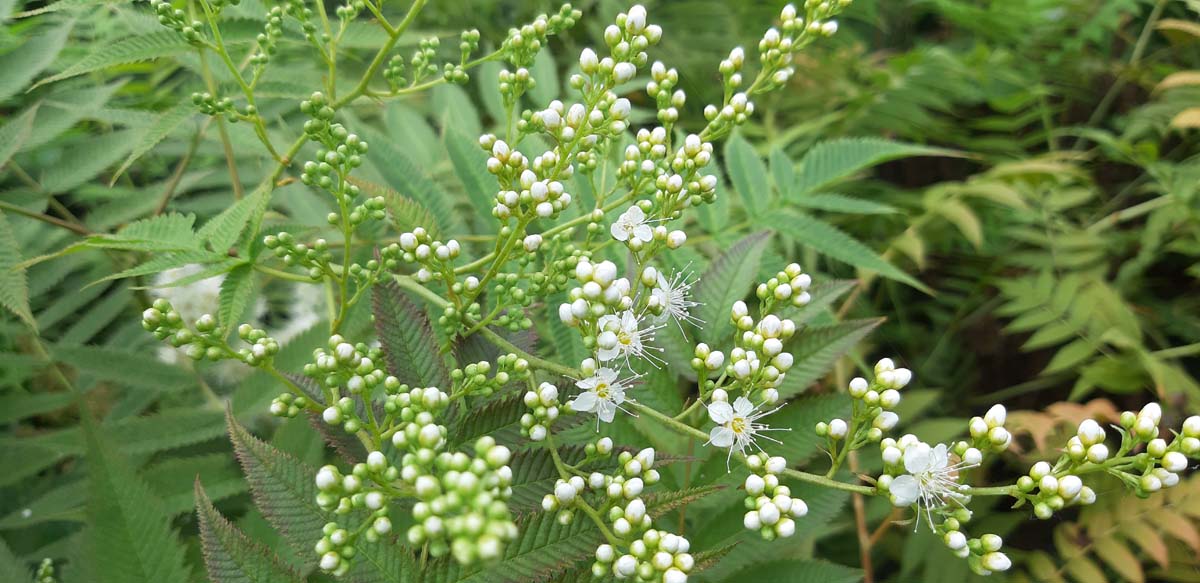 Sorbaria sorbifolia haagplant bloesem