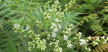 Sorbaria sorbifolia haagplant bloesem