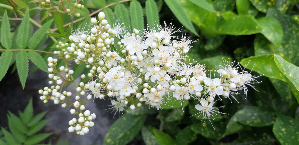 Sorbaria sorbifolia haagplant bloem