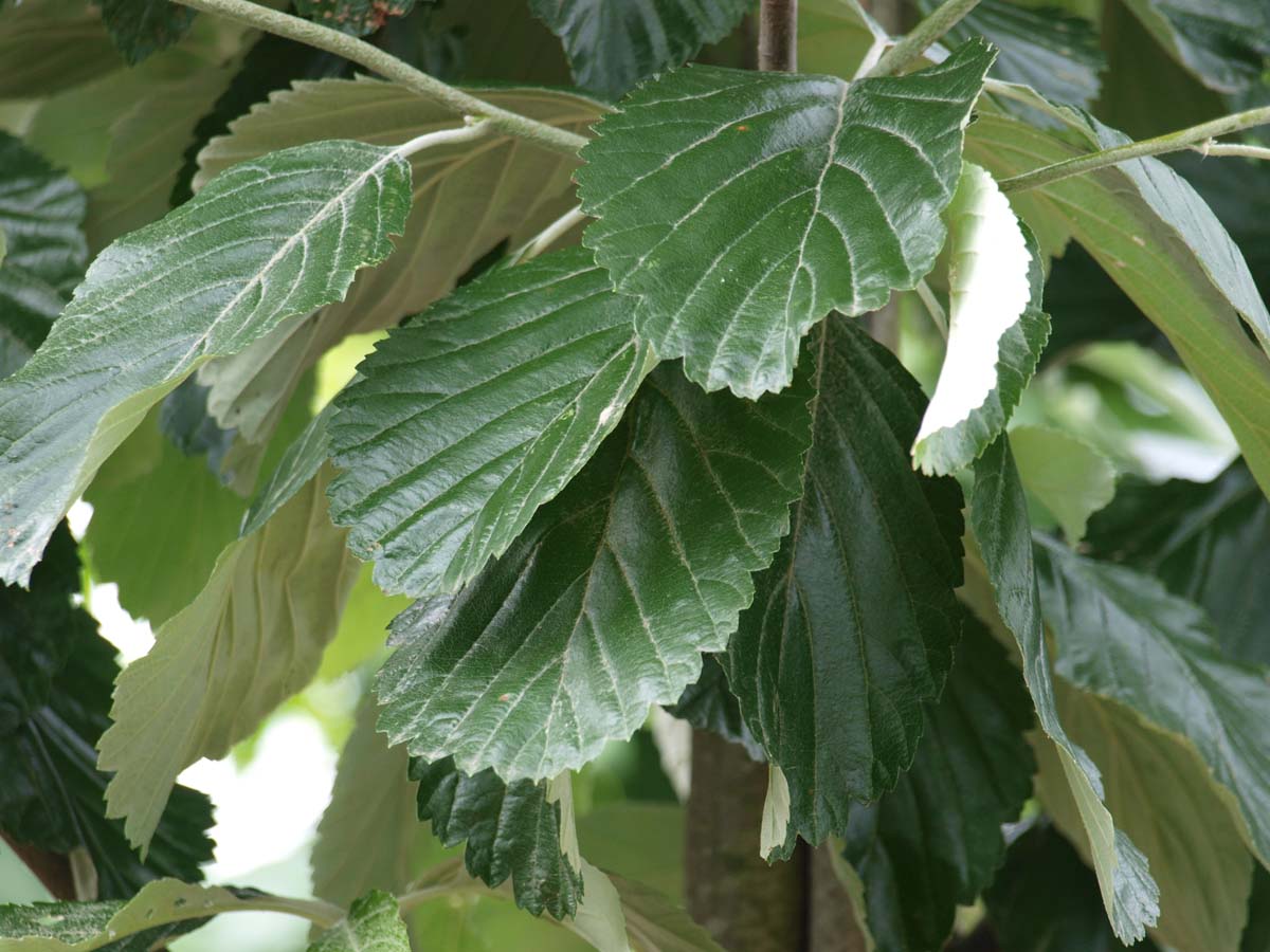 Sorbus aria 'Gigantea' meerstammig / struik blad