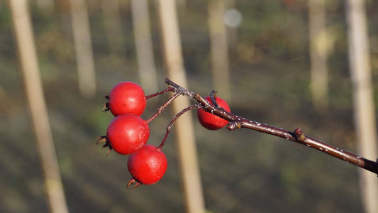 Sorbus aucuparia 'Aspleniifolia' Tuinplanten bes