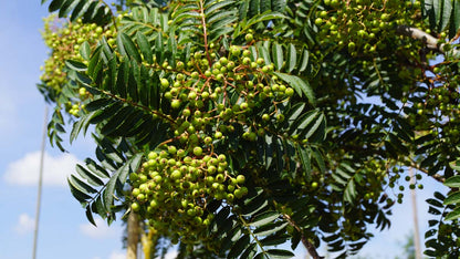 Sorbus 'Joseph Rock' meerstammig / struik bes