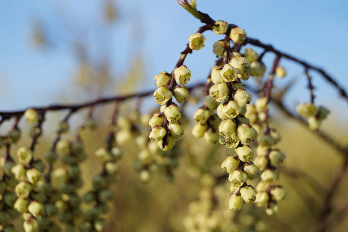 Stachyurus himalaicus meerstammig / struik