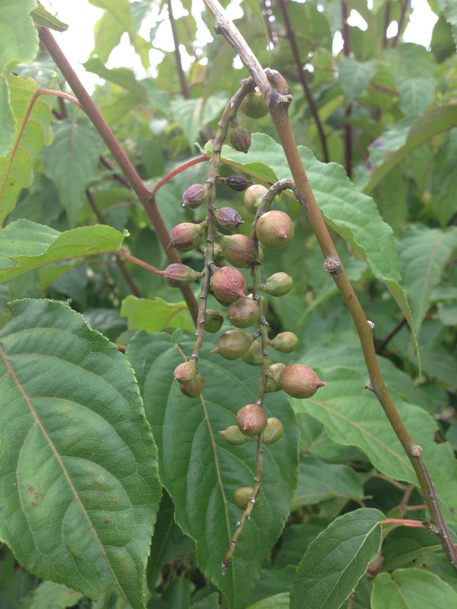 Stachyurus himalaicus meerstammig / struik