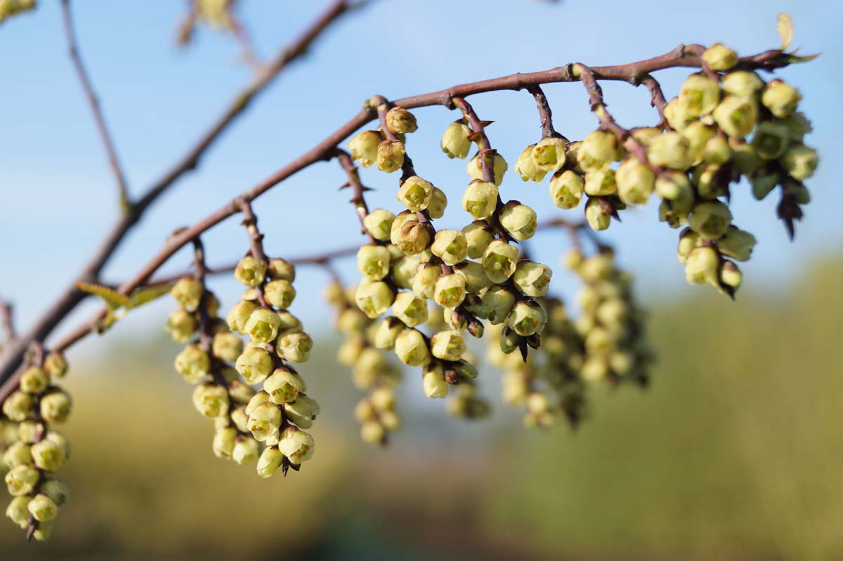 Stachyurus himalaicus meerstammig / struik