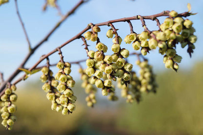 Stachyurus himalaicus meerstammig / struik