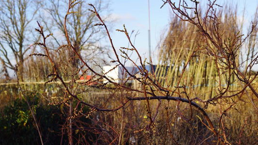 Stachyurus praecox op stam