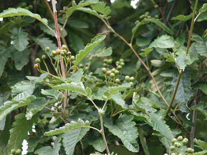 Sorbus thuringiaca 'Fastigiata' meerstammig / struik bes