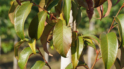 Stewartia monadelpha meerstammig / struik