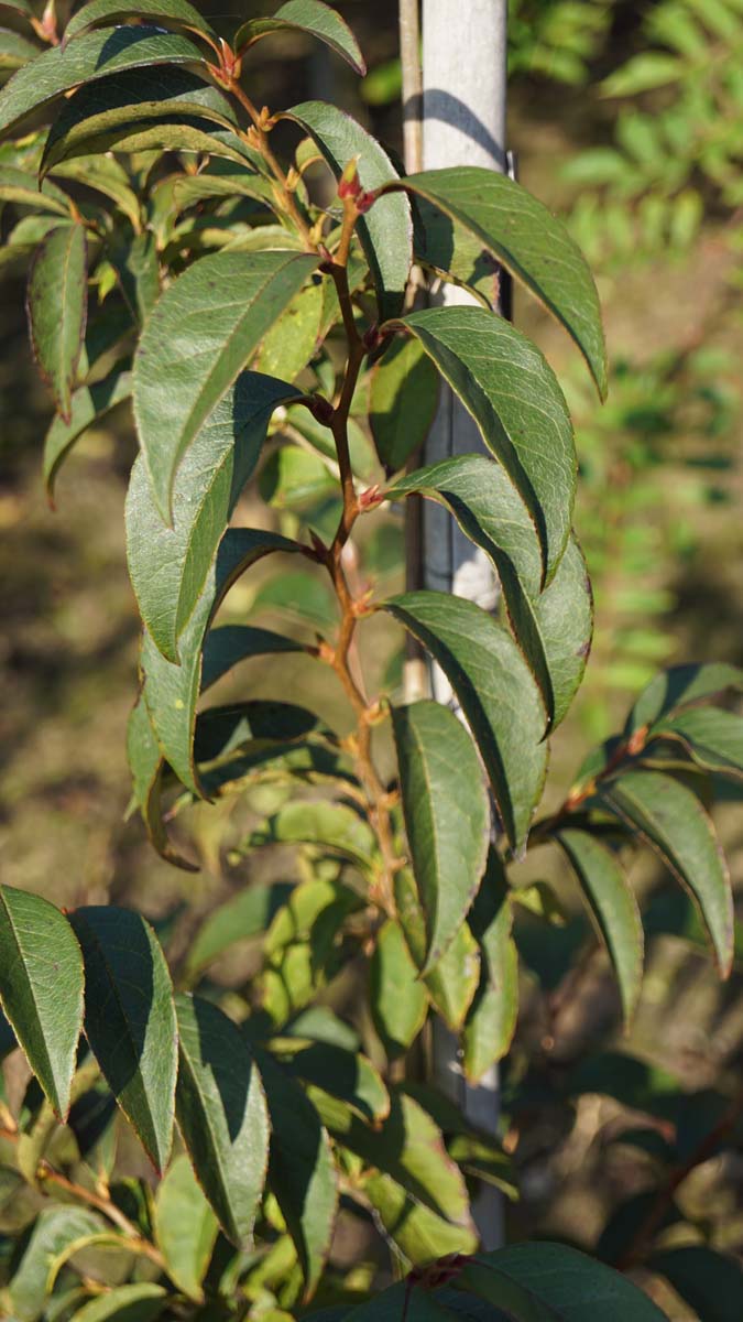 Stewartia monadelpha meerstammig / struik