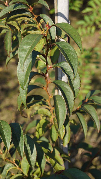 Stewartia monadelpha meerstammig / struik