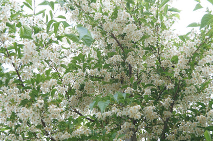 Styrax japonicus fargesii op stam