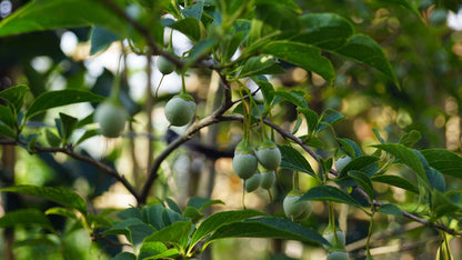 Styrax japonicus fargesii op stam